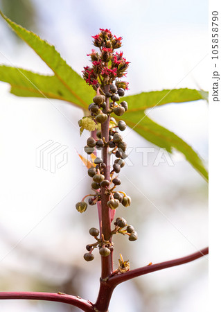 Green Castor Bean Plant Green Castor Bean Plant 105858790