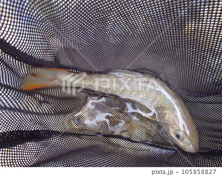 月の岩魚 月の岩魚 105858827
