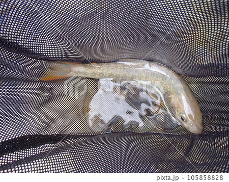 月の岩魚 105858828