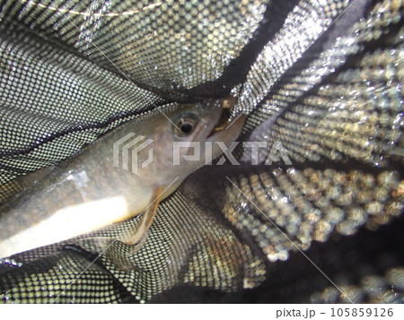 月の岩魚 月の岩魚 105859126
