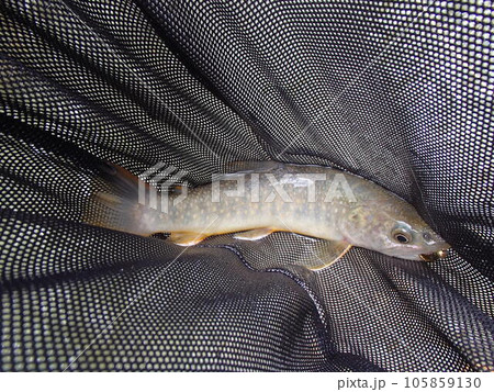 月の岩魚 月の岩魚 105859130
