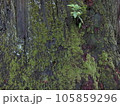 大木に生える苔 105859296