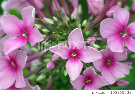 チョウを呼ぶ花 チョウを呼ぶ花 105859338