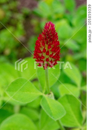 炎の花・燃えるクローバ 炎の花・燃えるクローバ 105859339