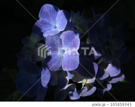 光のあたる紫陽花の花 105859343