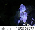 光があたる紫陽花 105859372