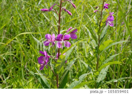 ヤナギランの花と葉をクローズアップ【八島ヶ原湿原・7月】 ヤナギランの花と葉をクローズアップ【八島ヶ原湿原・7月】 105859401