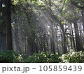 林の中の木漏れ日 105859439
