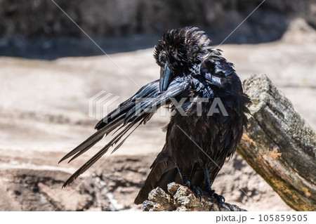 羽繕いするカラス（ハシボソガラス） 105859505