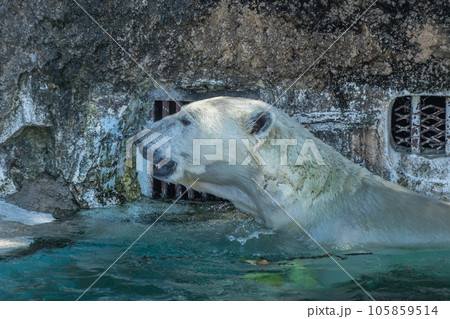 ホッキョクグマ 天王寺動物園 ホッキョクグマ 天王寺動物園 105859514