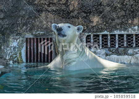 ホッキョクグマ 天王寺動物園 ホッキョクグマ 天王寺動物園 105859518