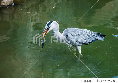 餌を食べるアオサギ　天王寺動物園　鳥の楽園 105859526