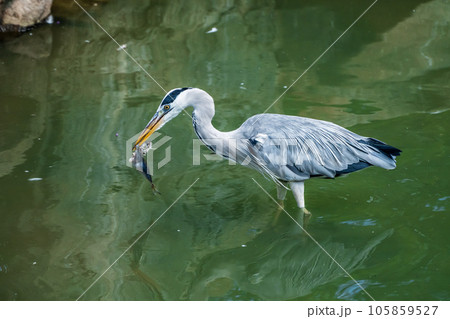 餌を食べるアオサギ　天王寺動物園　鳥の楽園 105859527