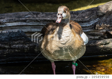 エジプトガン　天王寺動物園　カバ舎 105859550