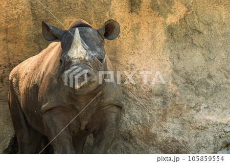 クロサイ(ヒガシクロサイ)天王寺動物園 クロサイ(ヒガシクロサイ)天王寺動物園 105859554