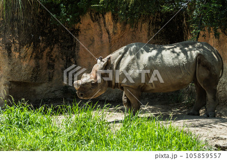 クロサイ（ヒガシクロサイ）天王寺動物園 105859557