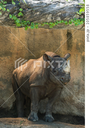クロサイ(ヒガシクロサイ)天王寺動物園 クロサイ(ヒガシクロサイ)天王寺動物園 105859558