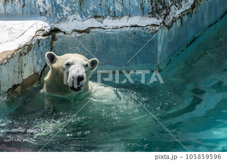 ホッキョクグマ　天王寺動物園 105859596