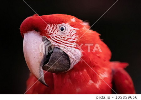 Adult Red and green Macaw Adult Red and green Macaw 105859656