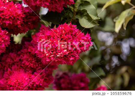 ornamental plant flowers ornamental plant flowers 105859676