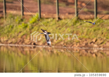 Animal Nacunda Nighthawk in fly Animal Nacunda Nighthawk in fly 105859690