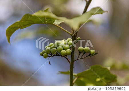 flowering plant commonly known as jurubeba 105859692
