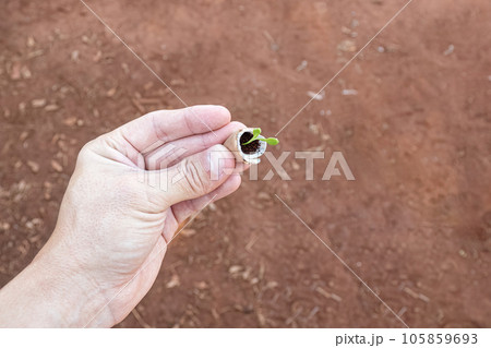 hand holding a small plant seedling 105859693