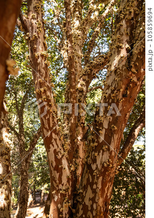jabuticaba tree branches 105859694