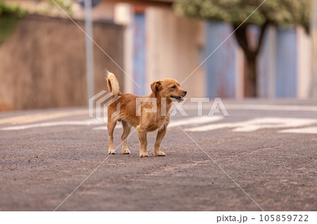 animal mammal canine stray dog walking 105859722