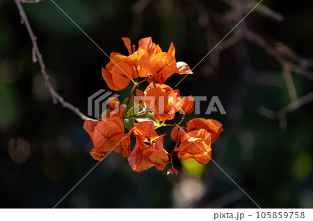 ornamental plant flowers ornamental plant flowers 105859758