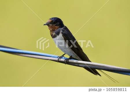 ツバメ swallow / Japan 105859811