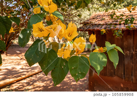 ornamental plant flowers 105859908