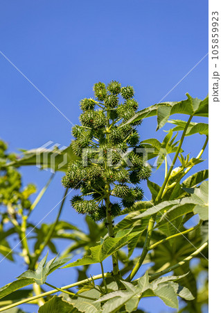 Green Castor Bean Plant Green Castor Bean Plant 105859923