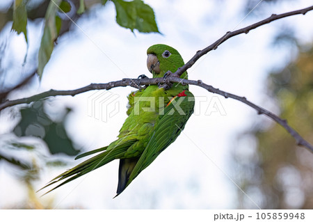 Adult White eyed Parakeet 105859948