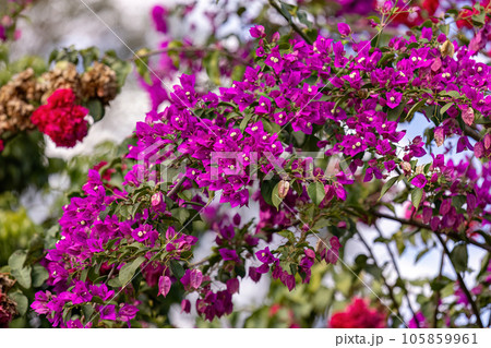 ornamental plant flowers 105859961