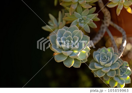 Stonecrop Succulent Plant Stonecrop Succulent Plant 105859963