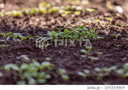 small vegetable plant in a vegetable garden 105859964