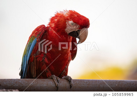 Adult Red and green Macaw Adult Red and green Macaw 105859965