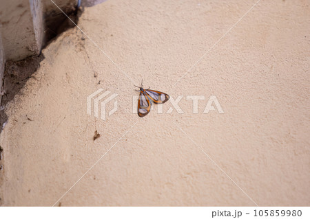 Small Tiger Moth Insect Small Tiger Moth Insect 105859980