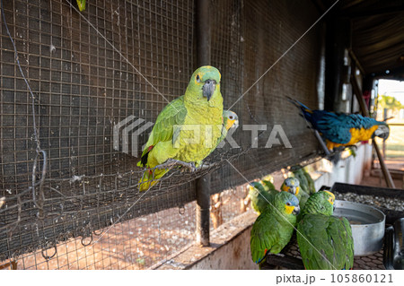 Turquoise fronted Parrot rescued recovering for free reintroduction 105860121