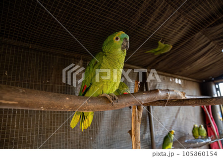 Turquoise fronted Parrot rescued recovering for free reintroduction 105860154