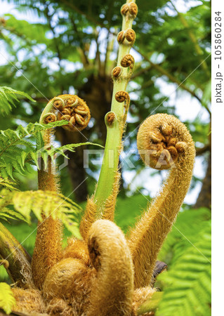 ヒカゲヘゴの新芽 ヒカゲヘゴの新芽 105860284