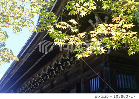 京都清涼寺本堂と青もみじ-2 京都清涼寺本堂と青もみじ-2 105860717