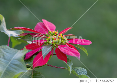 Poinsettia Flowering Plant Poinsettia Flowering Plant 105860757