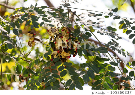 Saga Tree Seeds Saga Tree Seeds 105860837
