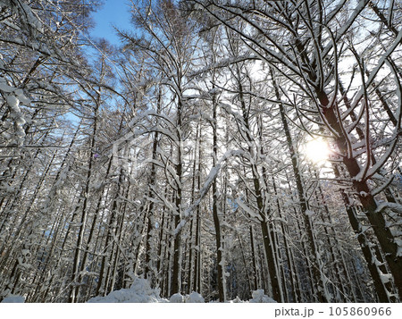 降雪の翌朝、カラ松林から朝日が差し込み、白く輝く。印象的で綺麗だ。 降雪の翌朝、カラ松林から朝日が差し込み、白く輝く。印象的で綺麗だ。 105860966