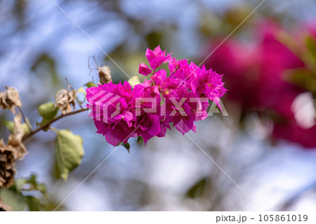 ornamental plant flowers ornamental plant flowers 105861019