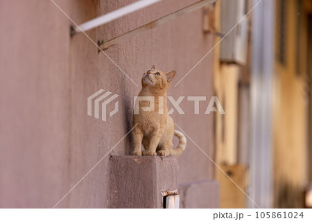 Small domestic cat Small domestic cat 105861024