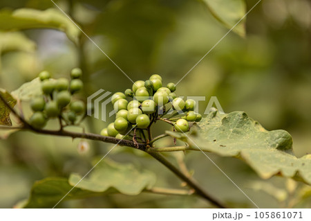 flowering plant commonly known as jurubeba 105861071
