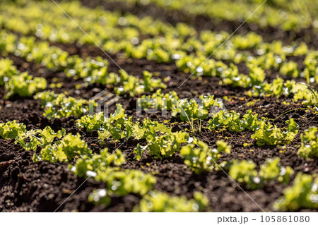 seedlings of lettuce plant seedlings of lettuce plant 105861080